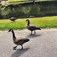 Ducks at Broyhill Walking Park